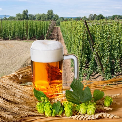 Quality Management and Traceability in Brewing